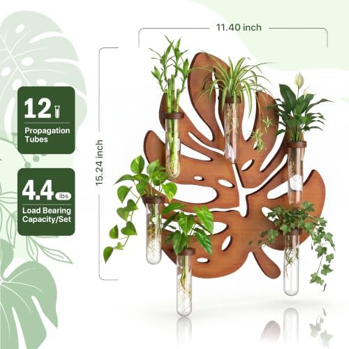 2 Pack Monstera Hanging Wall Planter, Plant Propagation Station