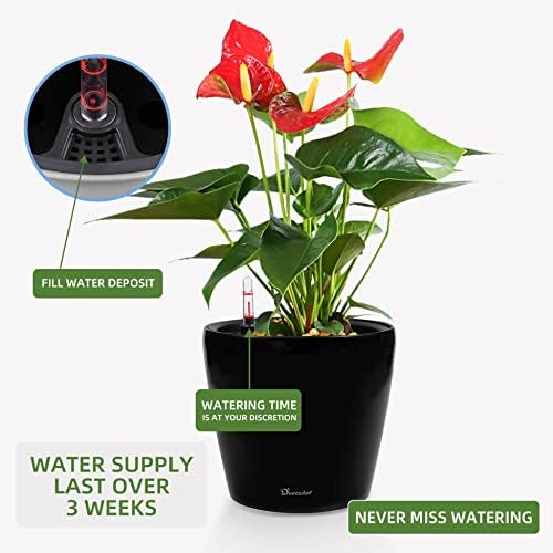 Dexceder 9x8 Self Watering Planter (Black High Gloss)