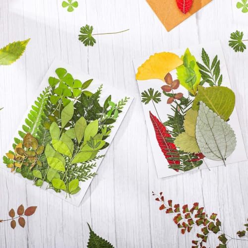Nuanchu 99 Pieces Bulk Assorted Pressed Leaves for Crafts, 10 Pack, Classic