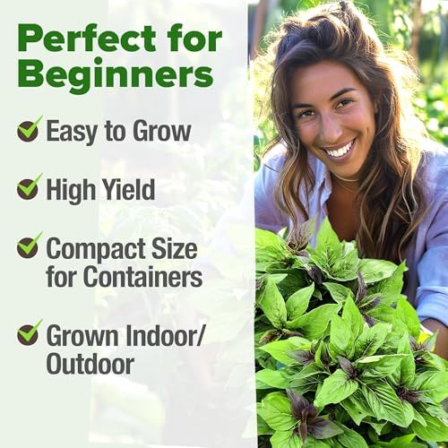 HOME GROWN Thai Basil Seeds, 438 Seeds, Ocimum basilicum VAR. thyrsiflora
