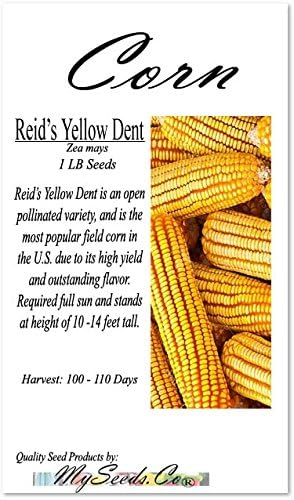 1 lb (1,600+ Seeds) Reid's Yellow Field Corn Seed (OP) Open pollinated Variety - Non-GMO Seeds by MySeeds.Co (1 lb Reid