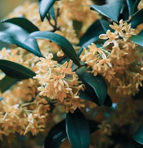 Osmanthus fragrans (Sweet Olive) Shrub Seeds, Highly Fragrant Creamy White or Yellow Color Tubular Flowers Bloom in