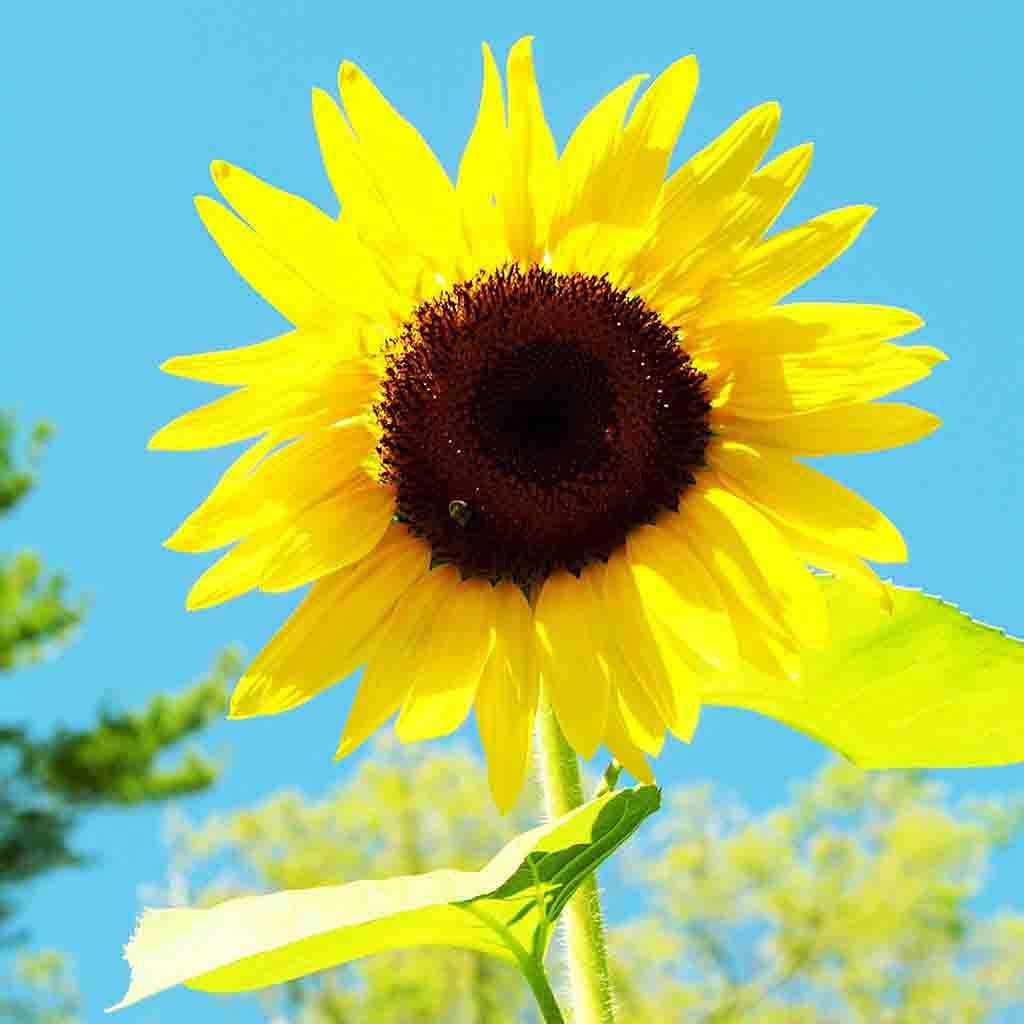 Ferry-Morse Online Edition Sunflower American Giant Hybrid Seed Multipack - 10 Pack