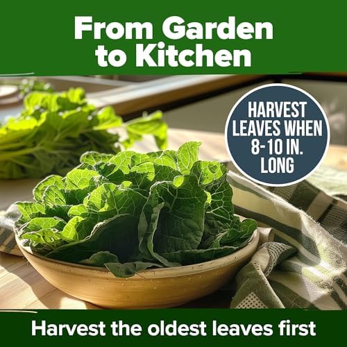 HOME GROWN Vates Collard Green Seeds, 300+ Seeds