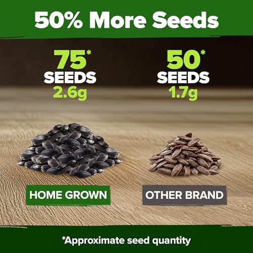 HOME GROWN Chocolate Cherry Sunflower Seeds, 75 Seeds, Helianthus annuus