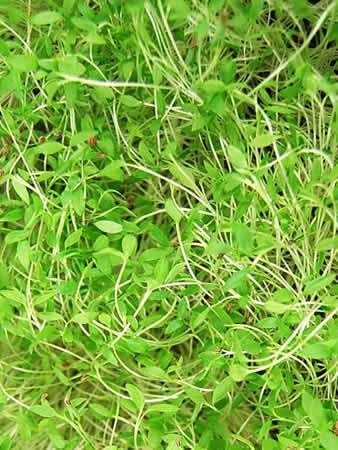Mountain Valley Seed Co Dark Green Italian Flat-Leaf Parsley Seeds 1 Lb | Non-GMO, Heirloom Herb Seeds for Herbal