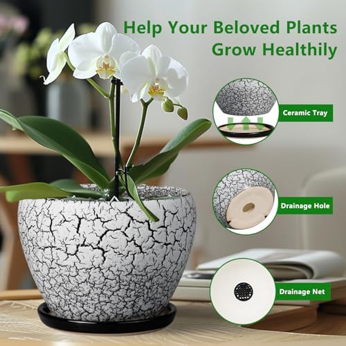 Ceramicfor Ceramic Plant Pot 8 Inch, Glaze White and Black
