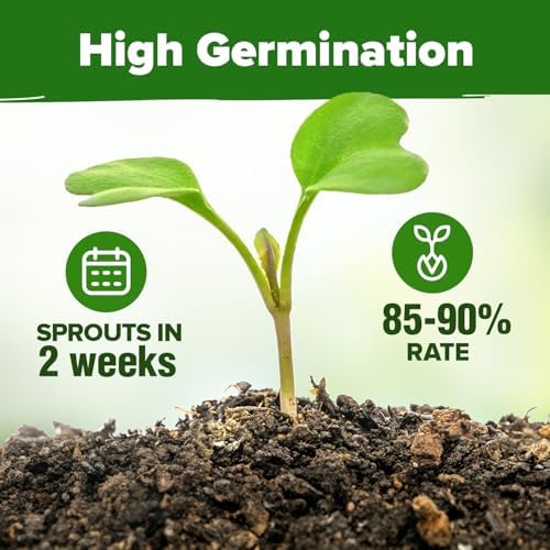 HOME GROWN Herb Seeds 32 Medicinal Herbs and Tea Variety Pack – Annual & Perennial Herb Seeds for Planting Indoors & Outdoor – Non-GMO, Heirloom Seeds, Easy to Grow, High Germination Garden Kit