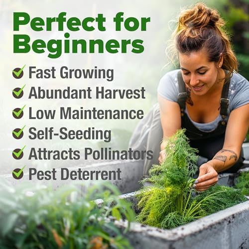 HOME GROWN Bouquet Dill Seeds, 1,014 Seeds, Anethum graveolens