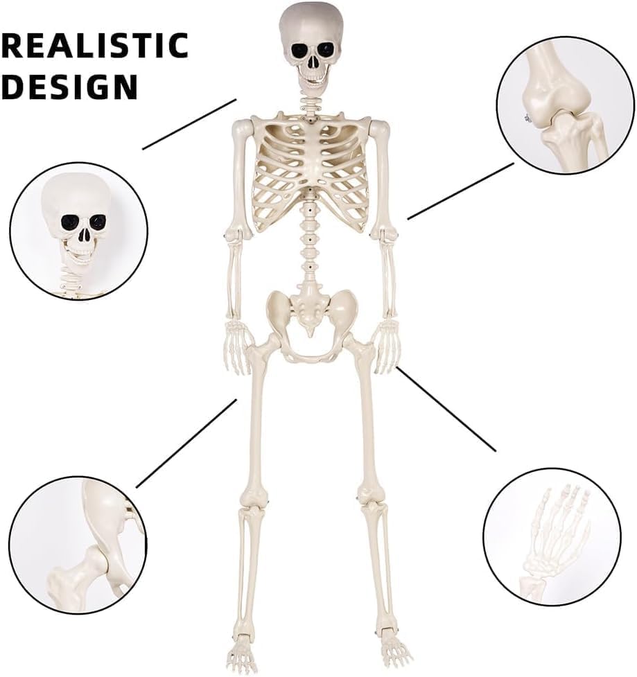 2 Pack 36" Halloween Skeleton - 3 ft Life Size Human Skeleton with Posable Joints - Spooky Scary Plastic Full Body Skeletons for Outdoor Halloween Decoration, Party Decor, Haunted House Props