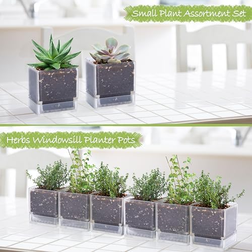 D'vine Dev 6-Pack Acrylic Herb Planter Pots, 4 in, Clear, 76-Y-D-1