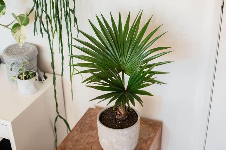 Palm Tree Potting Mix - The Ultimate Soil for Strong and Healthy Palms - Top Choice for Palm Tree Growers [5 Quart Bag]