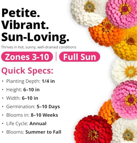 HOME GROWN Zinnia Seeds, Thumbelina, 500 Seeds, Zinnia elegans