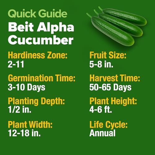 HOME GROWN Persian Cucumber Seeds, 50+ Seeds, Cucumis sativus
