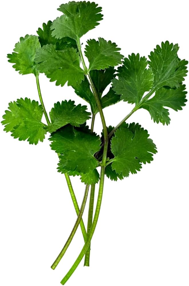 Herb Seedlings: Ready-to-Plant Seedlings, Starts, Plugs, Garden-Ready, Live Plants, Transplants, Pre-sprouted, for Soil