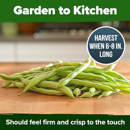 HOME GROWN Contender Bush Bean Seeds, 28+ Seeds, Phaseolus vulgaris