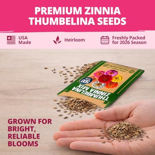 HOME GROWN Zinnia Seeds, Thumbelina, 500 Seeds, Zinnia elegans