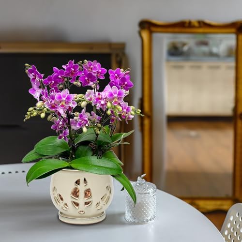 W&W Orchid Pot with Holes and Saucer for Repotting and Better Grow, Cream White, 6.5"