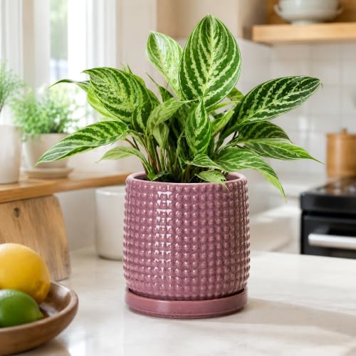 D'vine Dev Beaded Ceramic Pot with Saucer, 6 in, Blush Mauve, 27-C-X-K