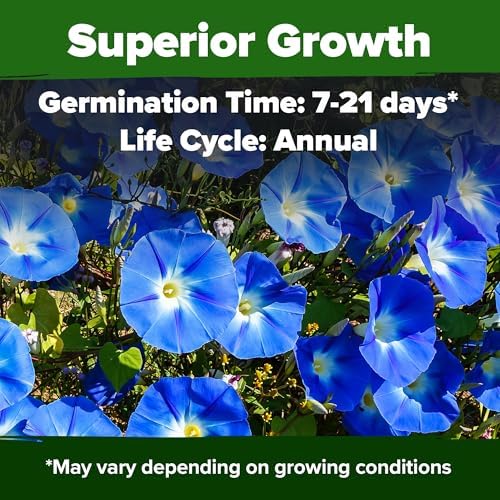 HOME GROWN Heavenly Blue Morning Glory Seeds, 150 Seeds, Ipomoea Tricolor