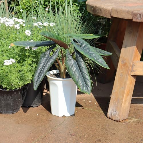 8 Pack 6.10 Inch White Plastic Deep Nursery Pot and Seedling Planter for Succulent, Cutting, Transplanting