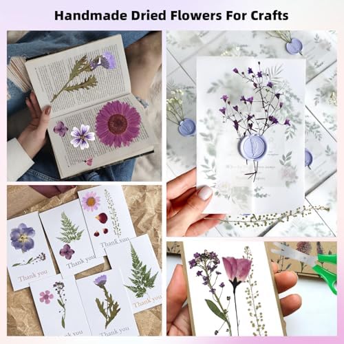 12“ Large Bulk Dried Pressed Flowers for Glass Frame, Real Dry Natural Flower Leaf for Resin Mold, Cake Decor, Holiday Decorations, Phone Cases, Invitations (Purple Haze)