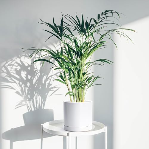 D'vine Dev 8.2 Inch Ceramic Planter Pot, White, 94-O-D-1