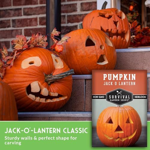 Jack O' Lantern Pumpkin Seeds for Planting - 2 Packs