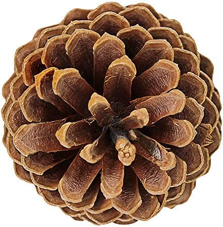 Supla 6 PCS 5"- 6" Tall Natural Pinecones Giant Pine Cones Large Pinecone Ornaments Real Preserved Pine Cones Big Pinecones