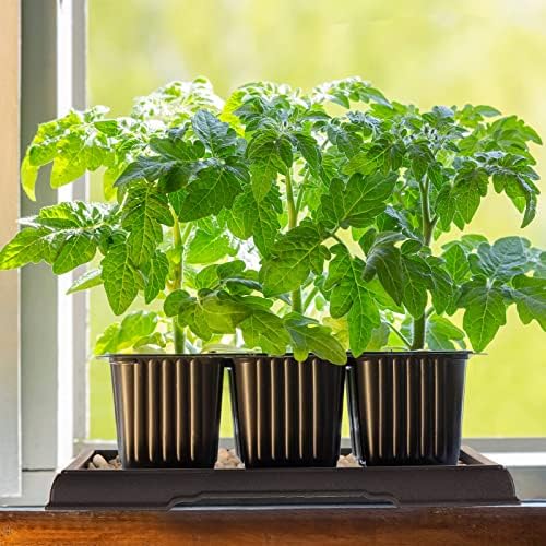 Pinkunn 2 Pcs Bonsai Humidity Tray for Indoor Plants,7.8 X 5.5 Inch