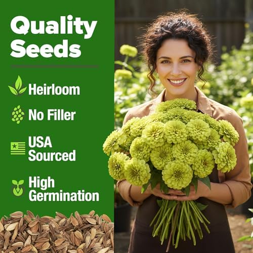 HOME GROWN Zinnia Seeds, Envy, 500 Seeds, Zinnia elegans