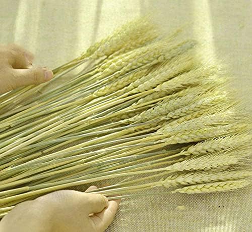 TooGet 200 Stems Dried Wheat Sheaves Stalks Bouquet Bundles, Natural Ear of Wheat Grain Flowers Dry Grass Bunch DIY Arrangements for Home Wedding Store Decorative