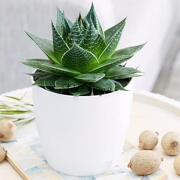 Doter Houseplant Potting Mix 2qt, Fertilized, Perlite Soil for All Types of Indoor House Plants and Tropical Plant