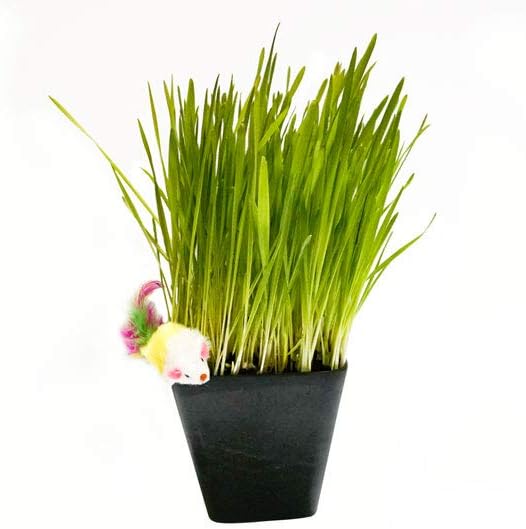 Cat Grass Blend - Wheat, Barley, Oats, and Rye Seed Mix - Non-GMO - Certified Organic - Bonus CAT Toy (10 LB)