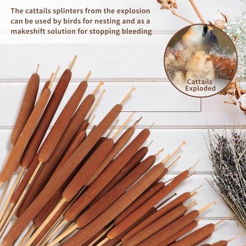 45pcs Large Natural Brown Cattails Bundles, 17'' Real Dried Flowers