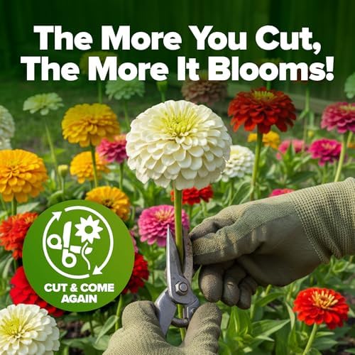 HOME GROWN Zinnia Seeds, Pumila Mix, 4,300 Seeds, Zinnia elegans