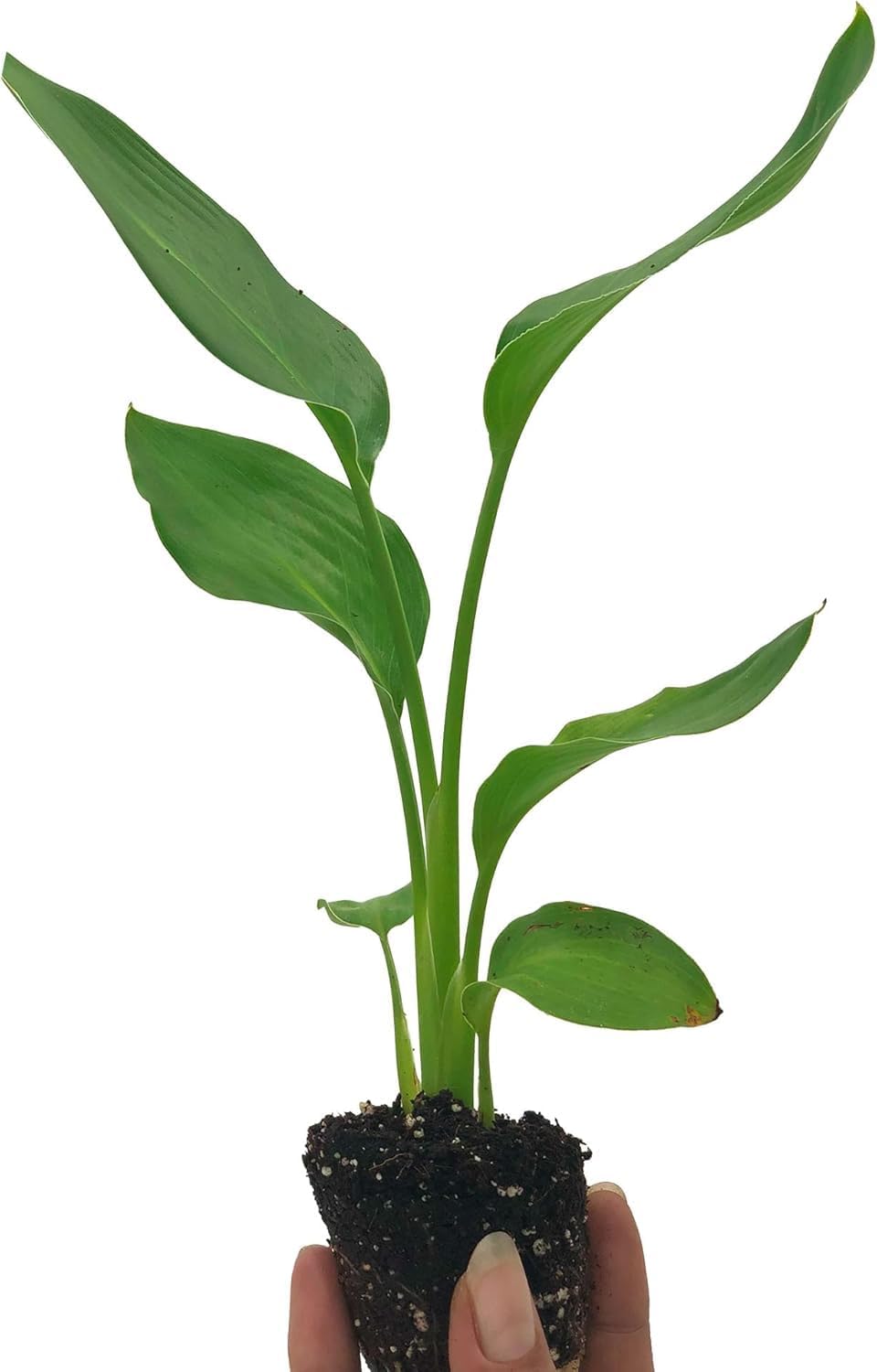 Live Orange & White Birds of Paradise Plant Variety - 'Birds of Paradise' Strelitzia nicolai - ragnaroc Tropical Plant