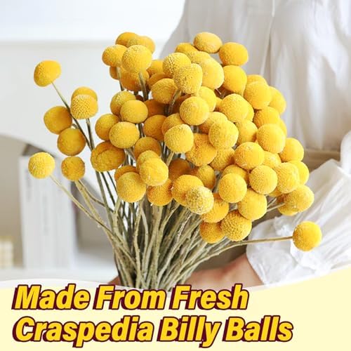 40pcs Dried Billy Balls Flowers for Wedding Decor & Floral Displays