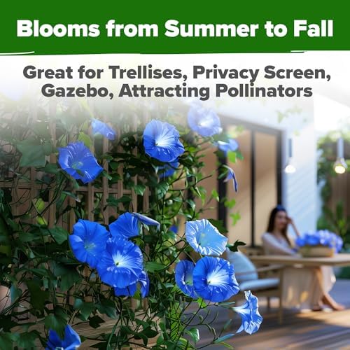 HOME GROWN Heavenly Blue Morning Glory Seeds, 150 Seeds, Ipomoea Tricolor