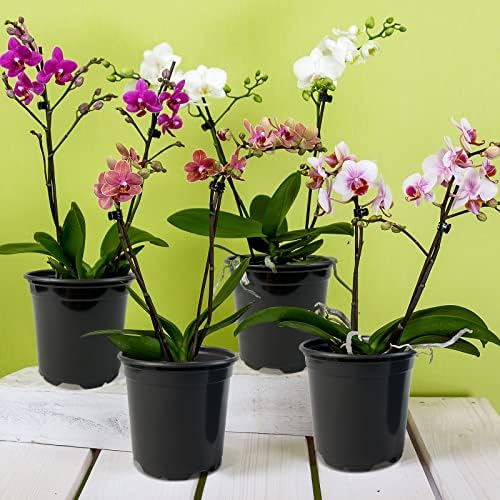 RAOOKIF 100 Pack Nursery Pots, 6 Inch Plastic Plant Pots with Drainage Holes, Black Garden Flower Pots for Transplanting, Succulents, Cuttings, Seedlings (6inch,100pcs)