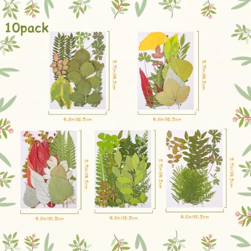 Nuanchu 99 Pieces Bulk Assorted Pressed Leaves for Crafts, 10 Pack, Classic