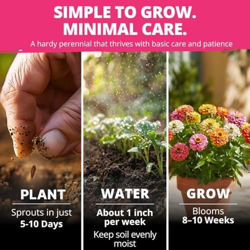 HOME GROWN Zinnia Seeds, Thumbelina, 500 Seeds, Zinnia elegans