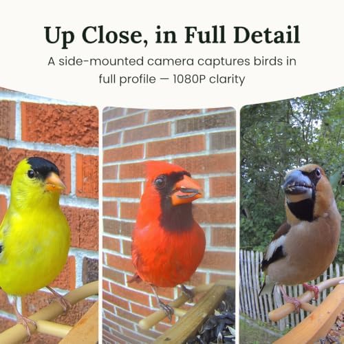 Birdfy Smart Bird Feeder with Camera Solar Powered, Slow-Motion Video & Night Insight, AI Identify 6000+ Species Lifetime Free, Ideal for Outdoors Bird Watching & Gifts for BirdLovers, Wood