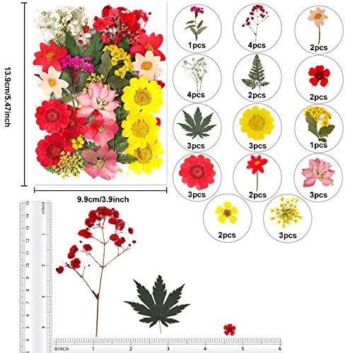 Augshy Dried Pressed Flowers, Natural Resin Flowers, Real Mixed Color Pressed Flowers, Colorful Dry Flowers for Resin Jewelry Nail Art Craft DIY