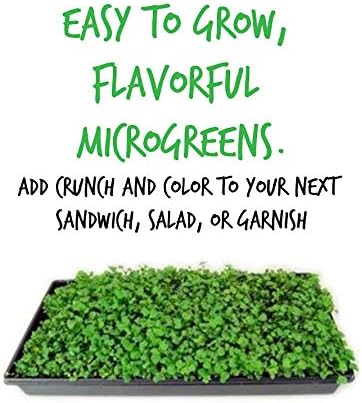 Mountain Valley Seed Co Kale Garden Seeds Vates Blue Scotch Curled 1 Lb | Non-GMO - Heirloom- Vegetable Gardening &