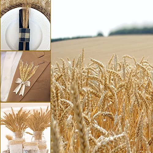 Uieke 17.7 Inches Dried Wheat Stalks, 200 Stems Dried Flowers 100% Natural Wheat for Home Kitchen Wedding Party Table Centerpiece Harvest Wreath Boho Farmhouse DIY Decoration