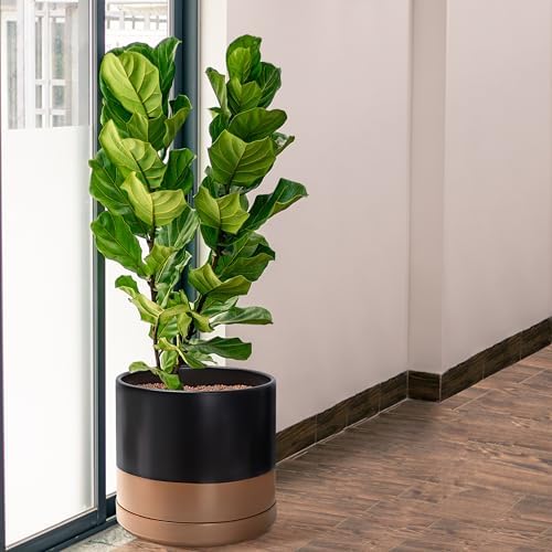 D'vine Dev 14 Inch Ceramic Planter Pot, Black/Tan, 94-O-G-7
