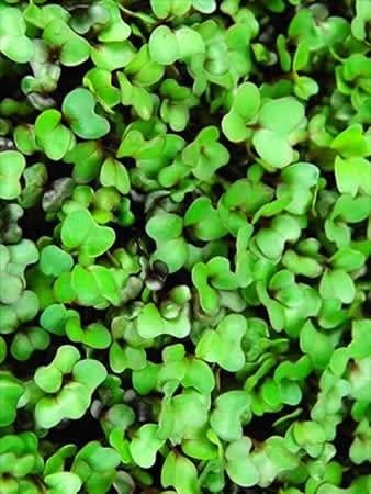 Mountain Valley Seed Co Purple Vienna Kohlrabi Seeds: 1 Lb - Non-GMO | Vegetable Garden & Micro Greens Growing Seed
