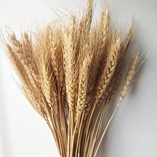 200 Stems Dried Wheat Stalks Natural Wheat Bundle for Home Decor, Crafts (Pack of 2)