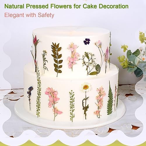 Large Dried Pressed Flowers for Art Crafts, Real Dry Natural Flower Leaf Fruit Bulk for Resin Mold, Cake Decor, Glass Frame (Spring Garden)